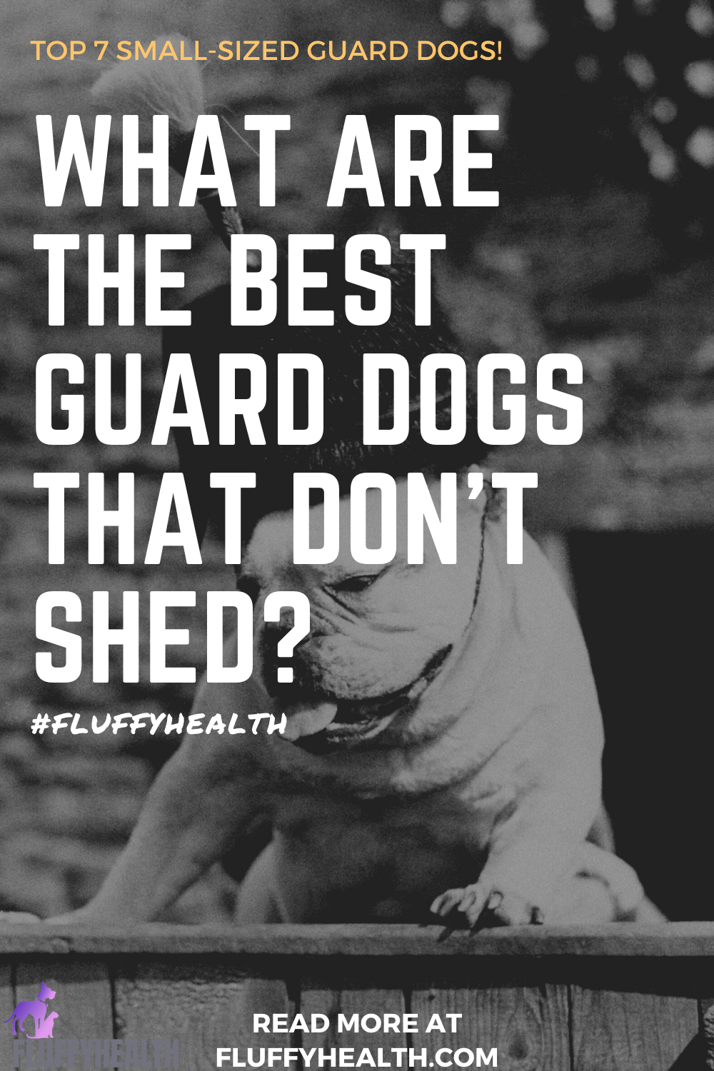 What-Are-The-Best-Guard-Dogs-That-Don't-Shed-photo-26