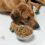 How To Improve My Dog’s Appetite? Boost Your Dog’s Appetite With These Easy Tips