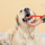 Improve Your Dog’s Breath: Easy Tips & Tricks